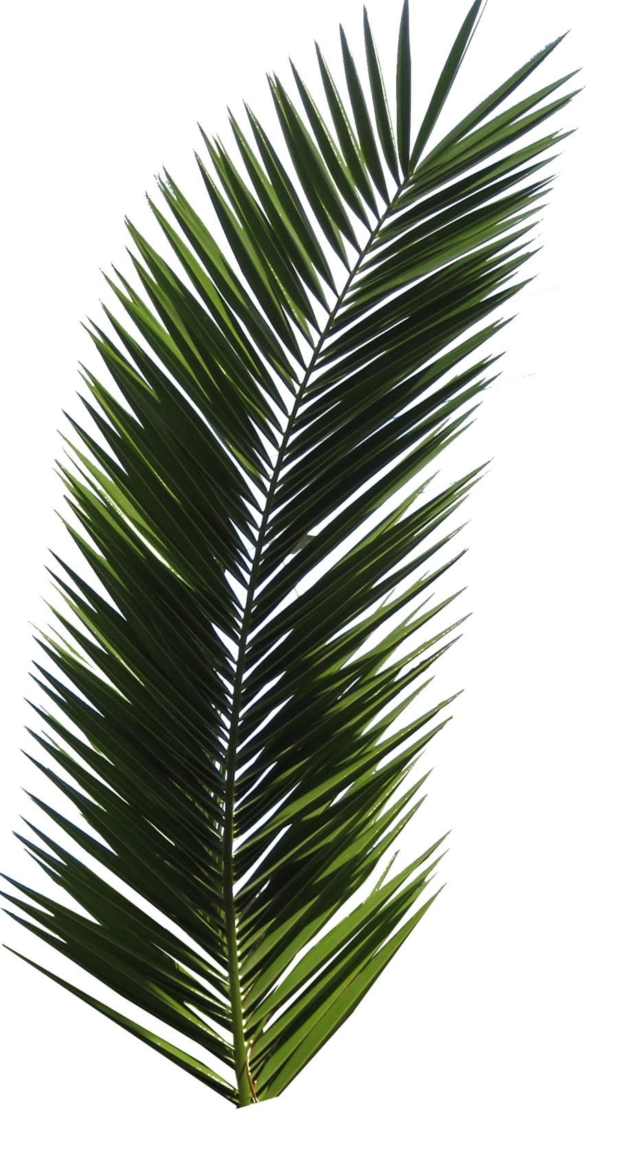 Palmera PNG