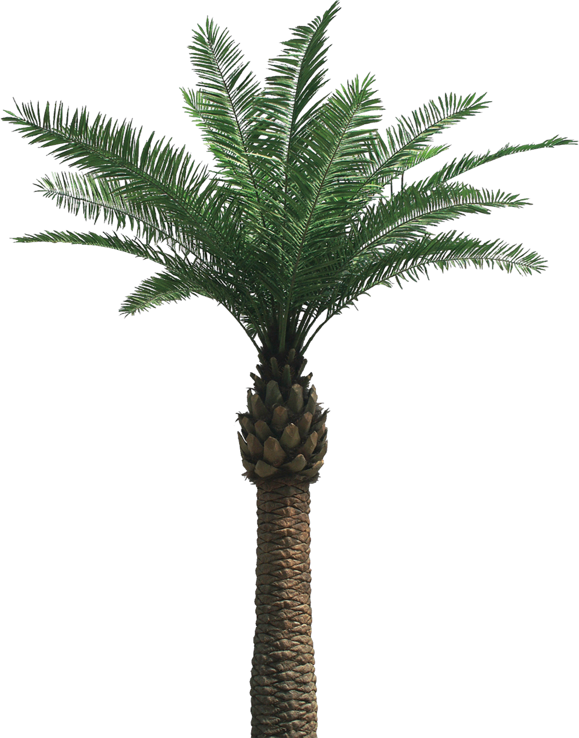 Palm tree PNG images Download