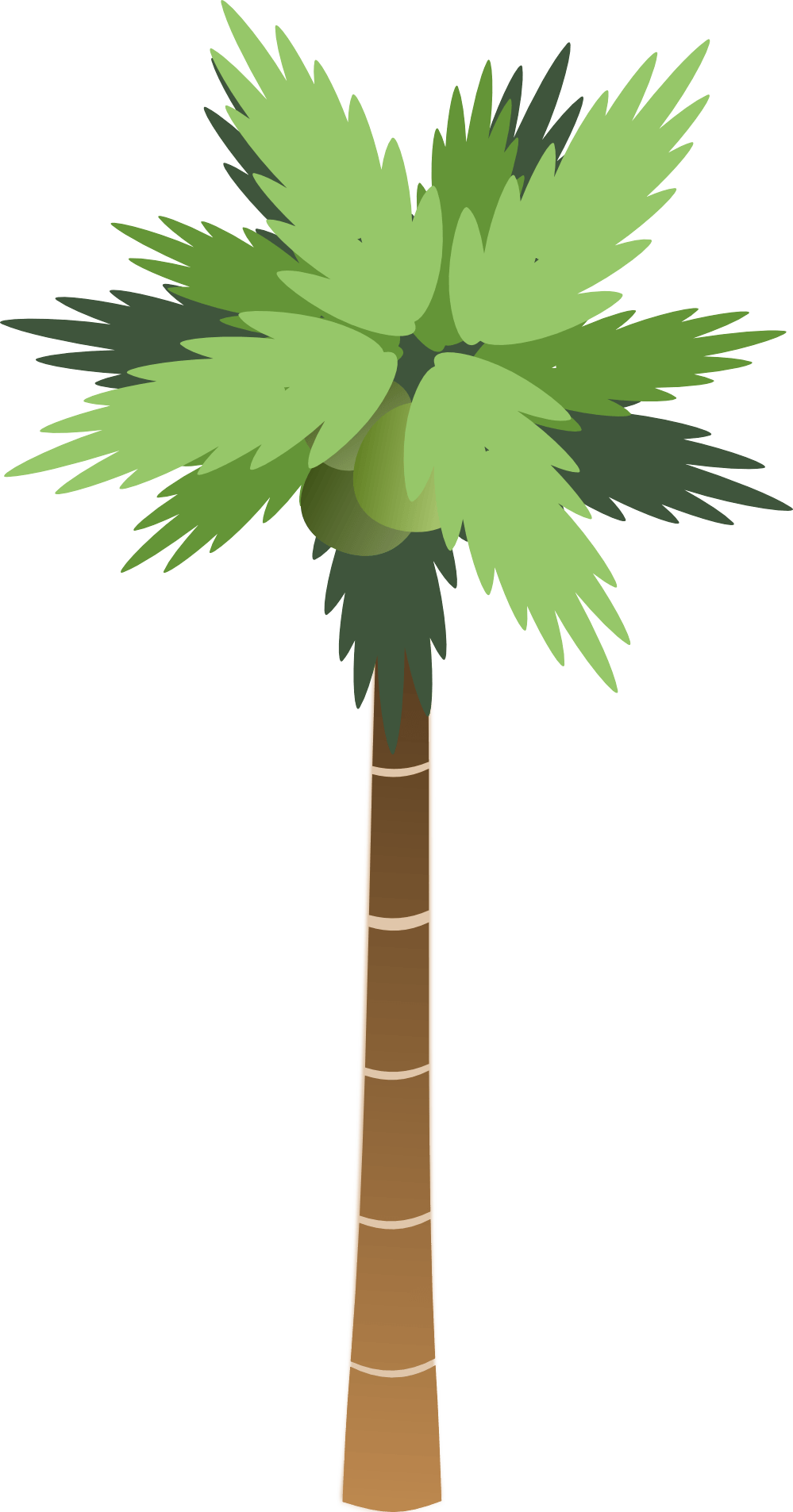 Palmera PNG