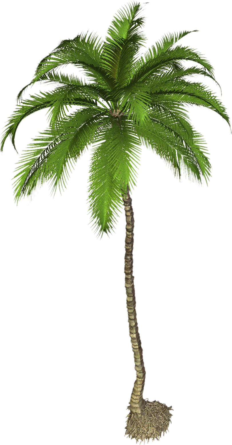 Palmera imágenes PNG, descargar fotos gratis