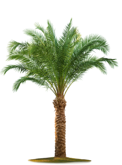 Palmera PNG