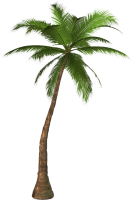 Пальма PNG фото