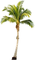Tropical palm tree PNG