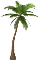 Пальма PNG