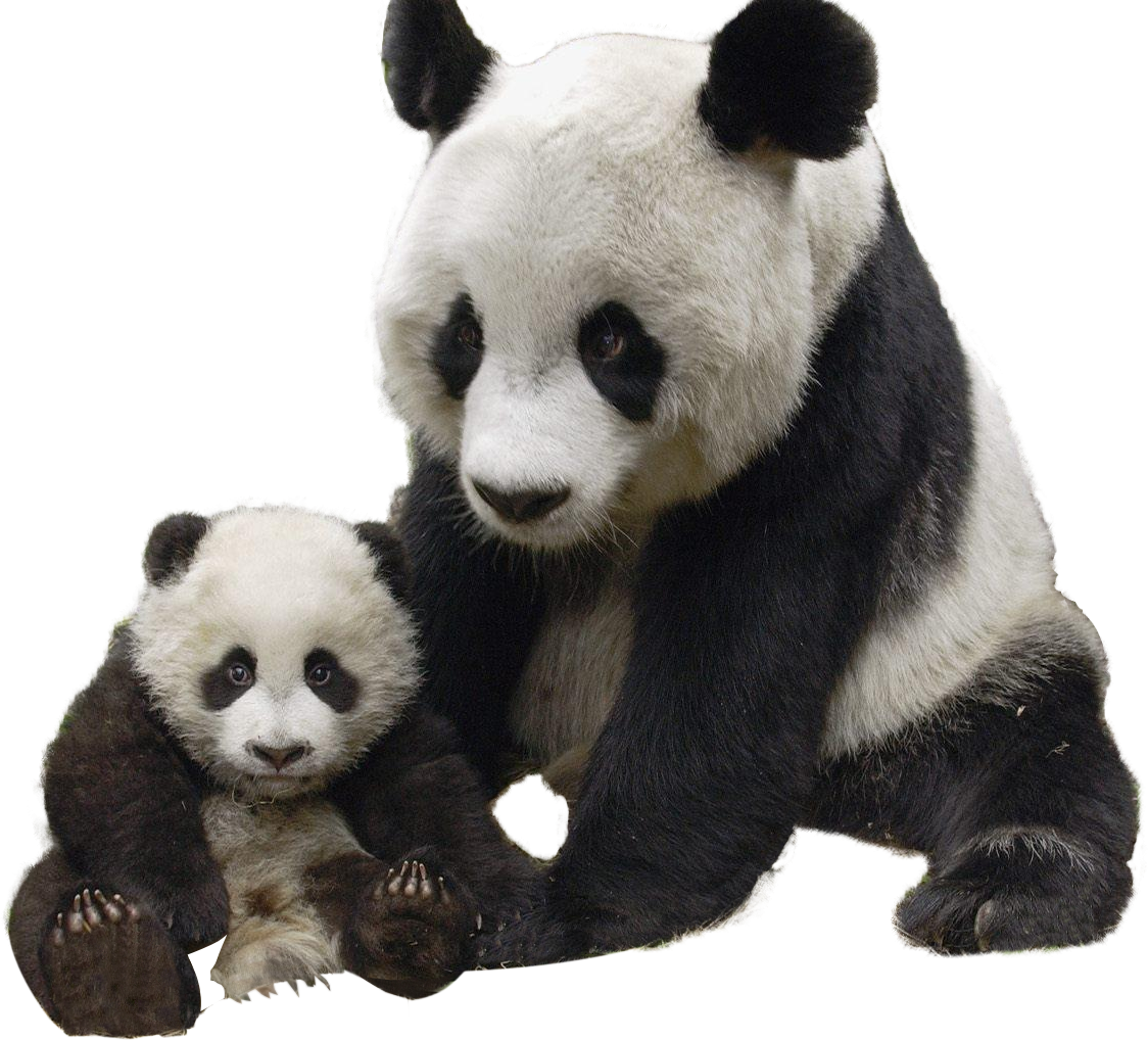 Panda PNG