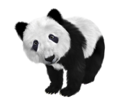 Панда PNG