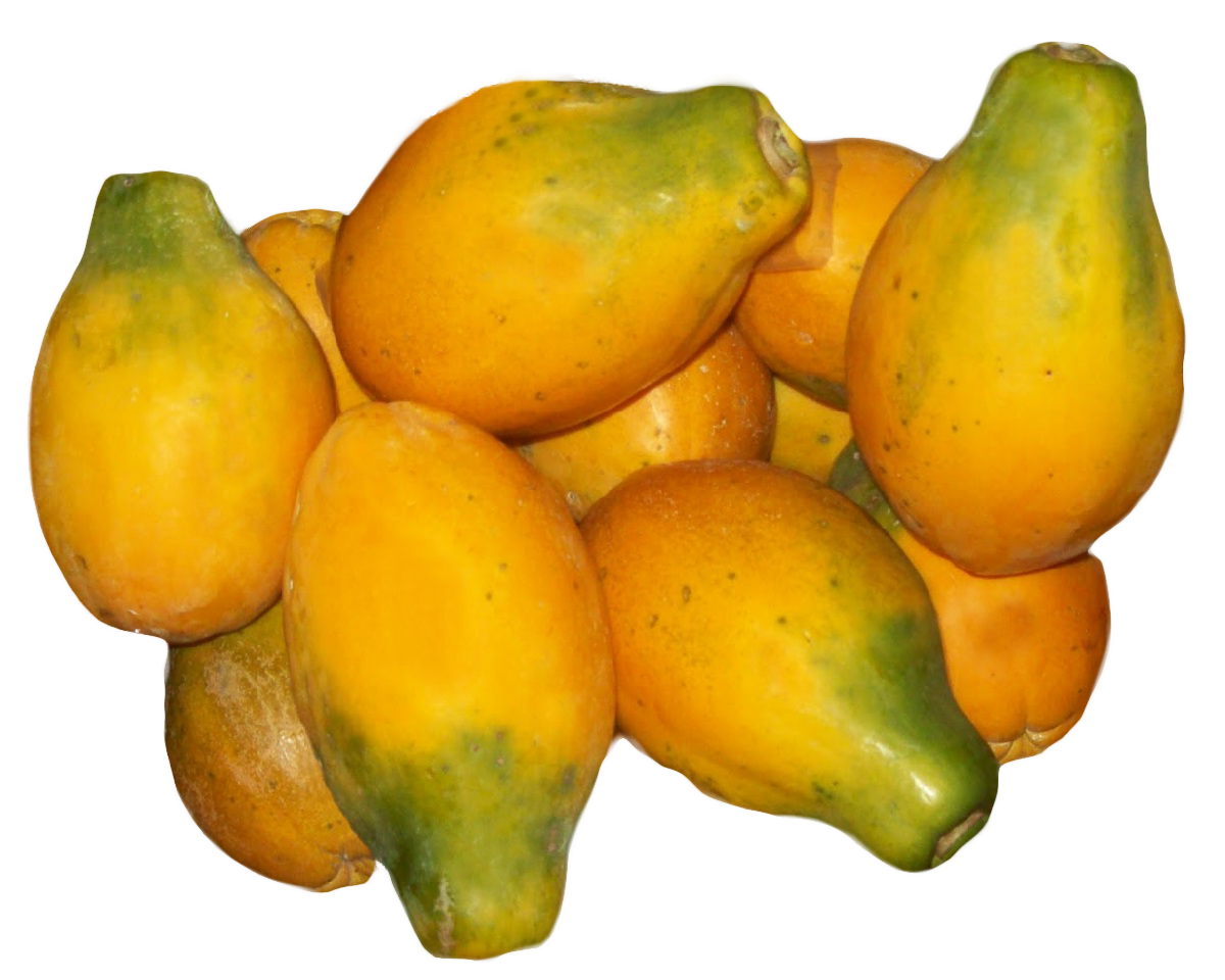 Papaya PNG