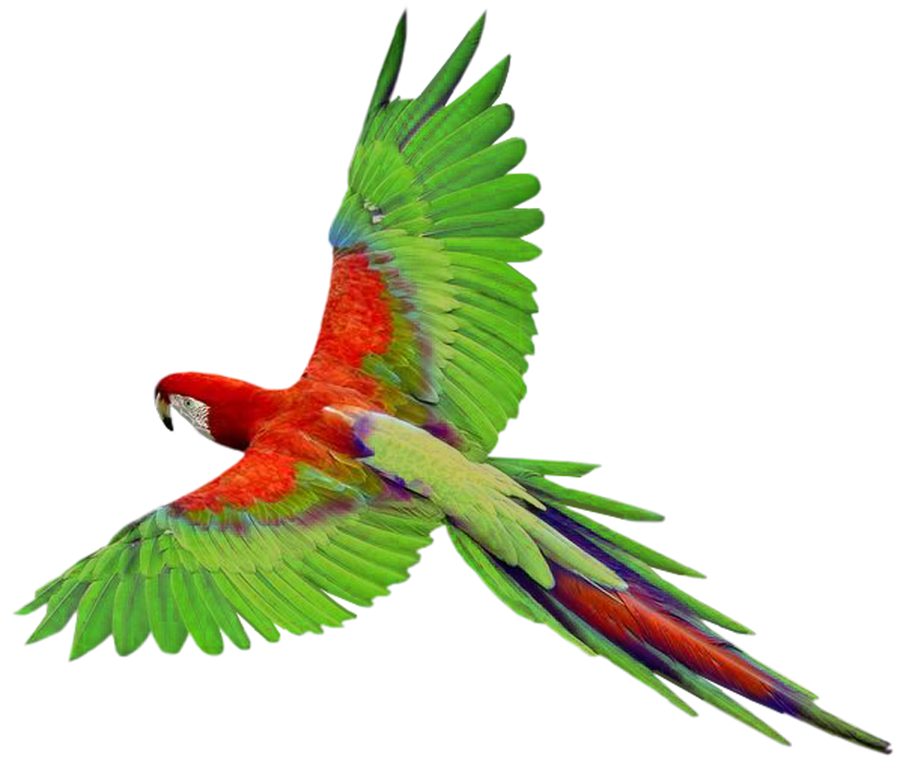Flying green parrot PNG images, free download