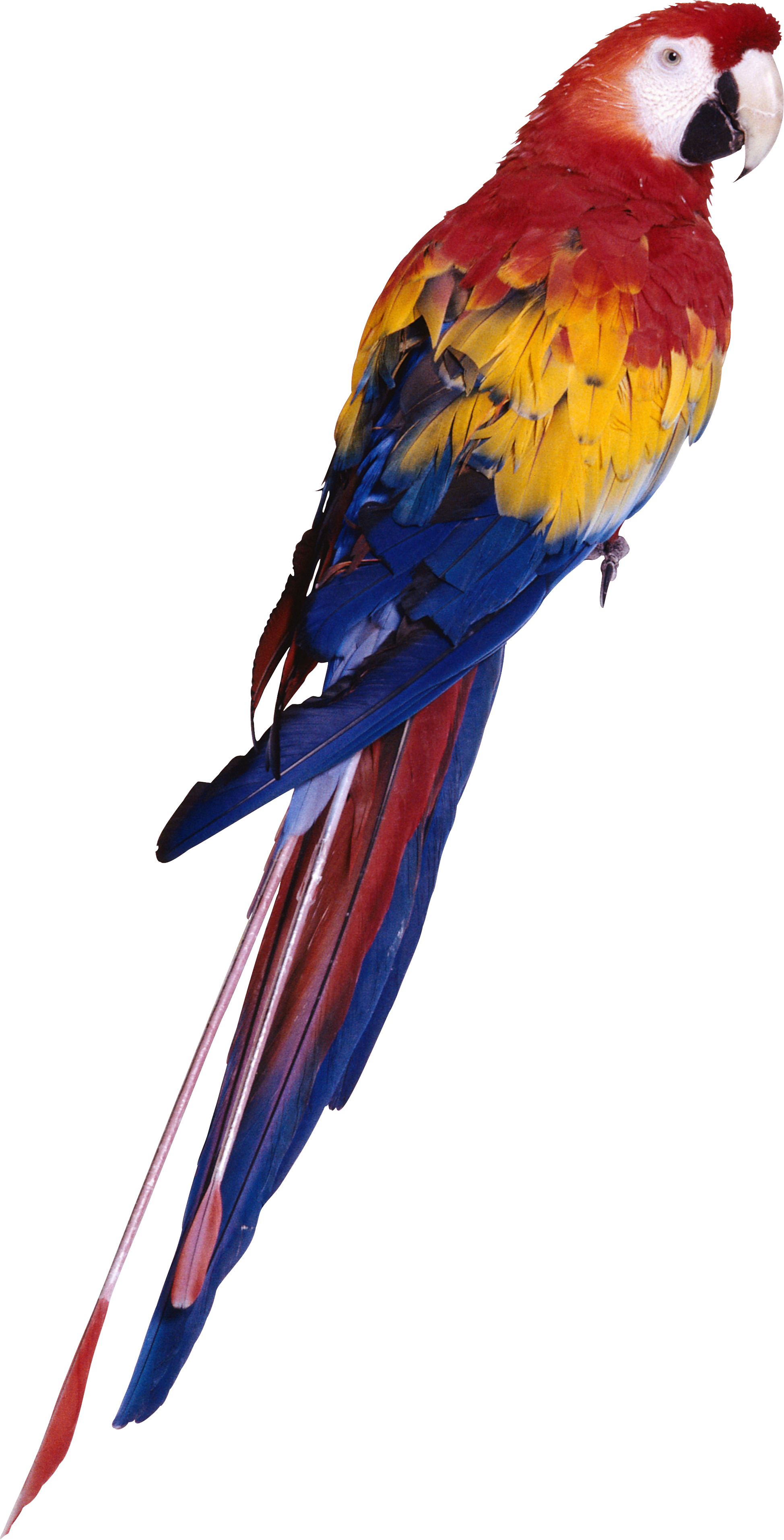 Loro PNG