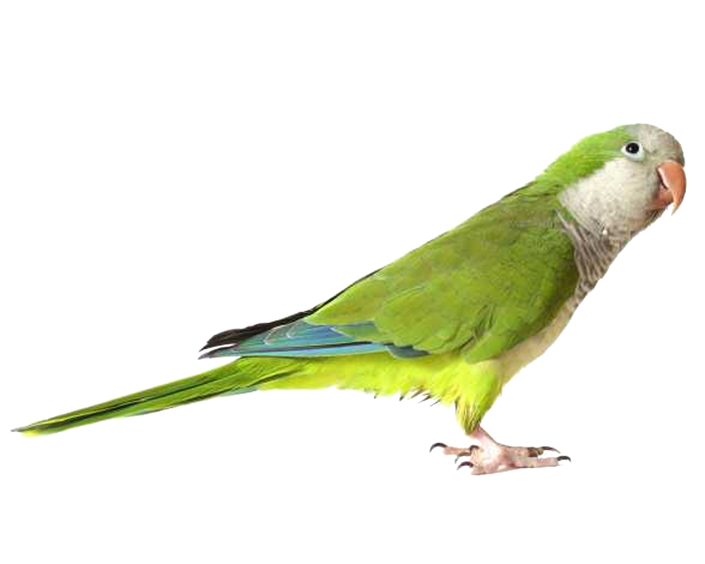 Loro PNG