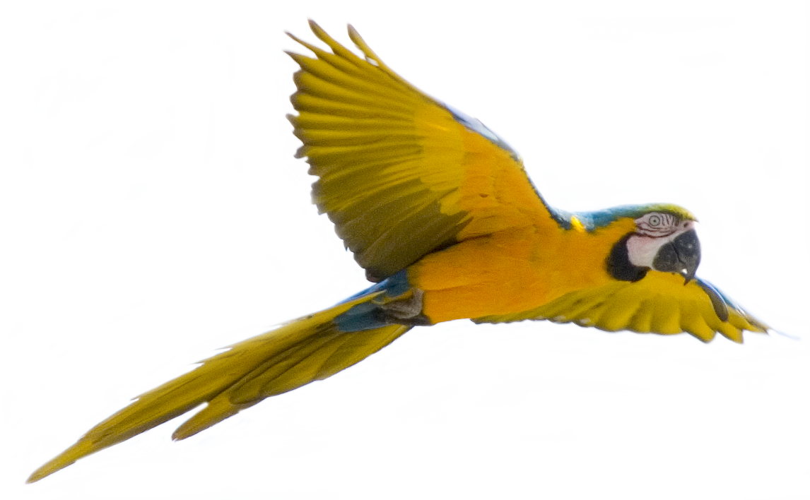 Yellow flying parrot PNG images, free download