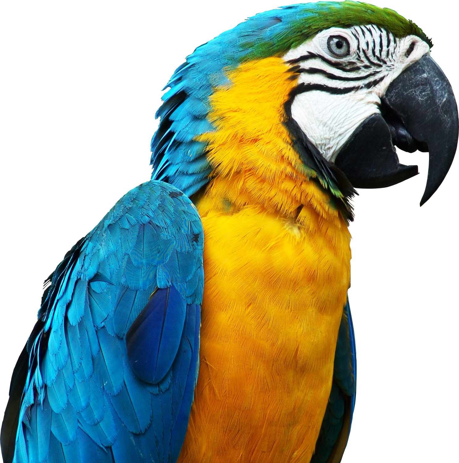 Blue Parrot Png Image Free Download Transparent Image Download Size