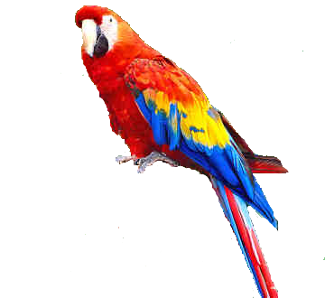 Parrot PNG images, free download