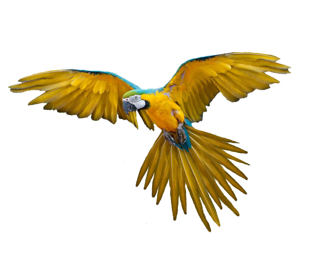 Loro PNG