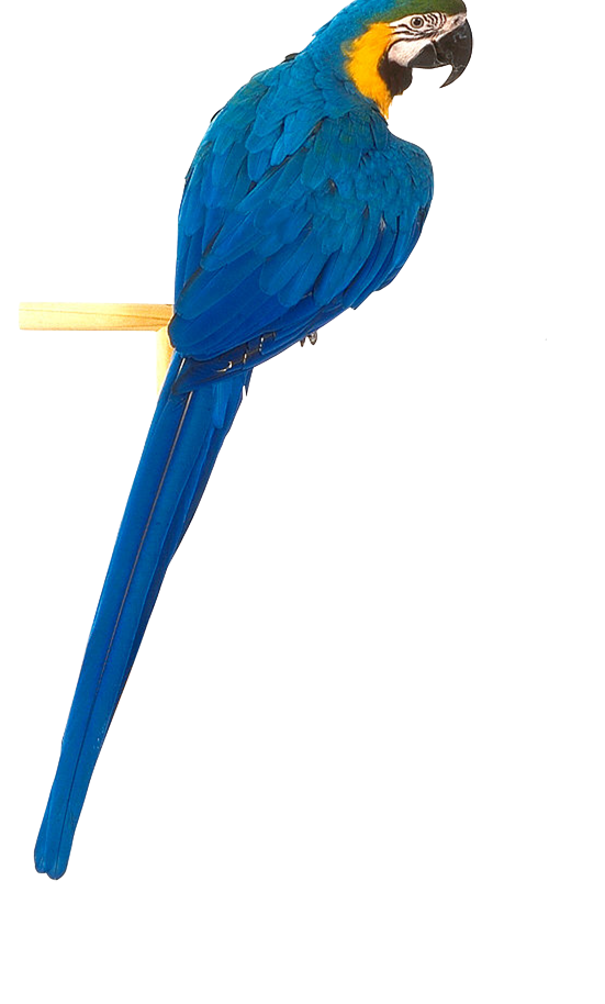 Blue parrot PNG image, free download