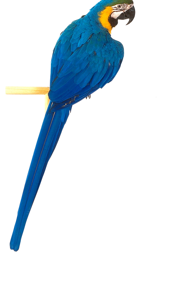 Loro PNG