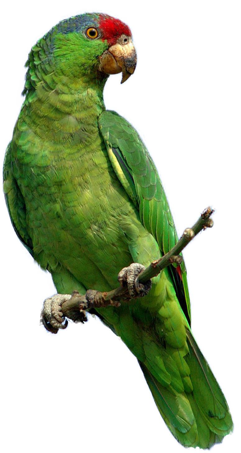 Loro PNG