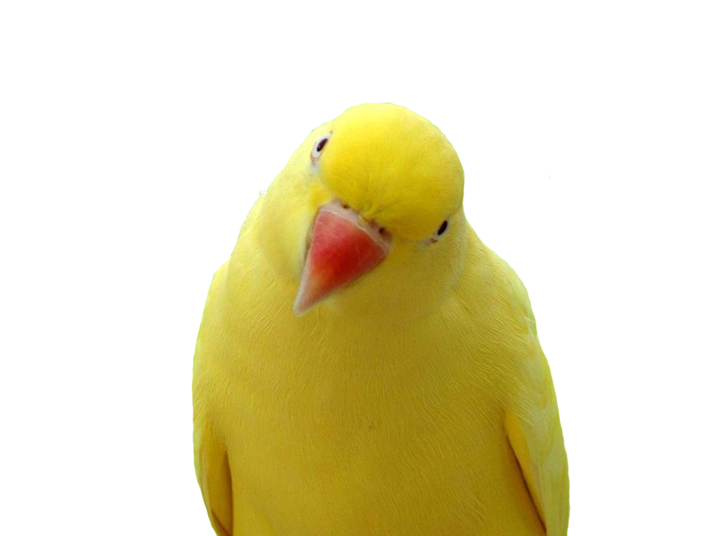 Yellow parrot PNG images, free download