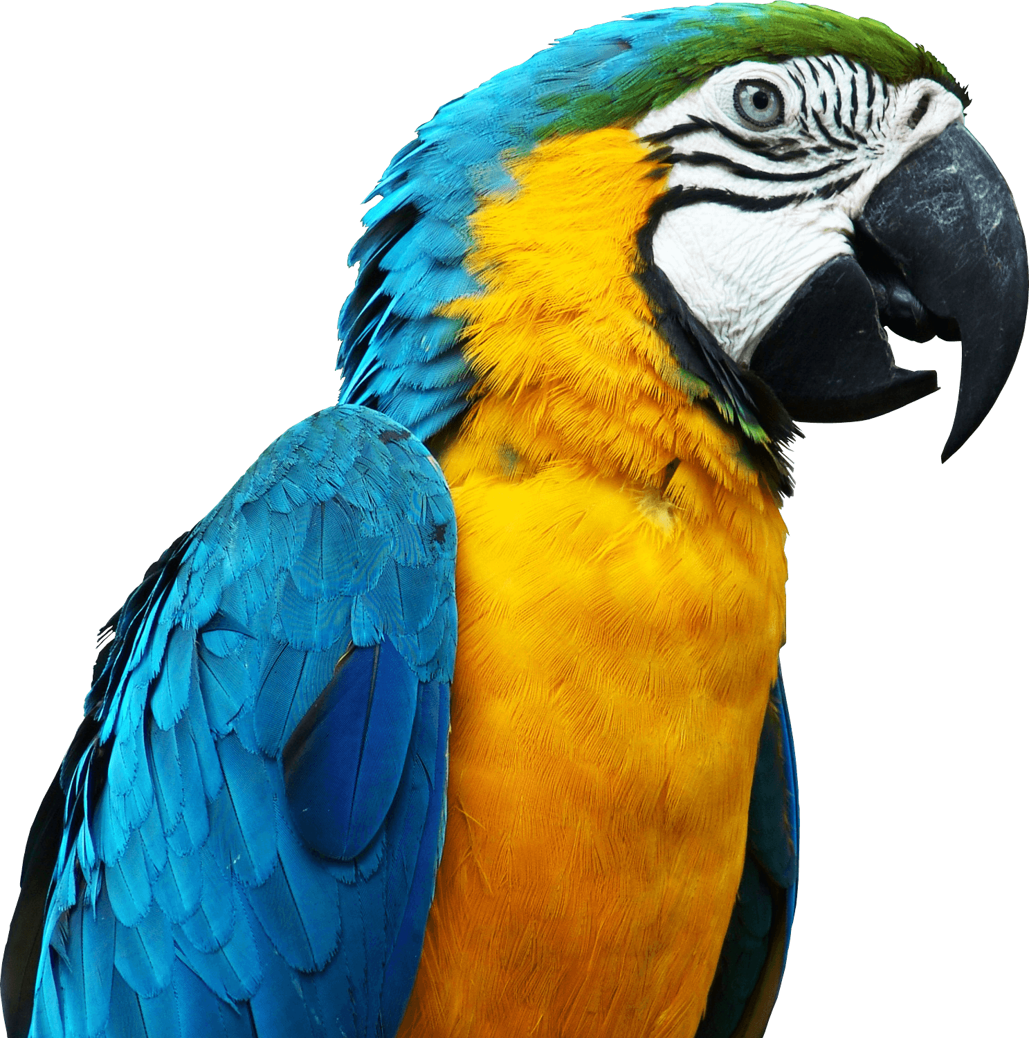 Loro PNG