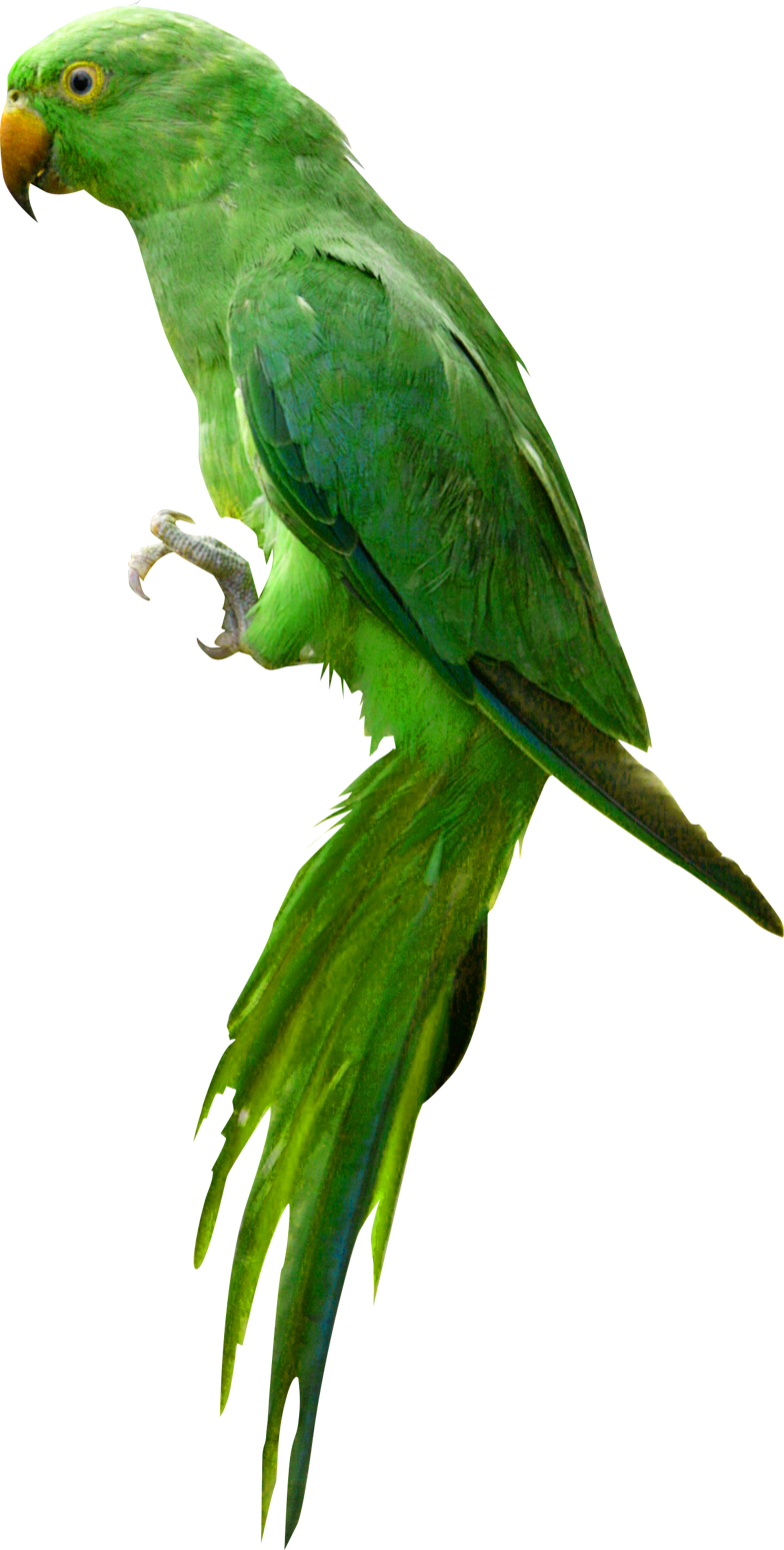 parrot