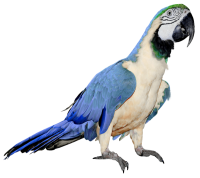 Попугай PNG фото