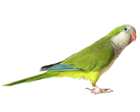 Green parrot PNG images, free download