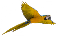 Yellow flying parrot PNG images, free download