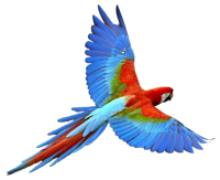 Flying parrot PNG images, free download