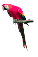 Pink parrot PNG images, free download