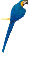 Синий попугай PNG фото