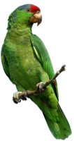 Зеленый попугай PNG фото