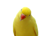 Желтый попугай PNG фото