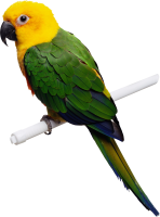Green-yellow parrot PNG images, free download