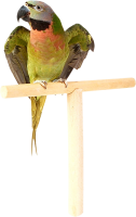 Parrot PNG image