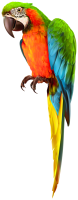 Попугай PNG