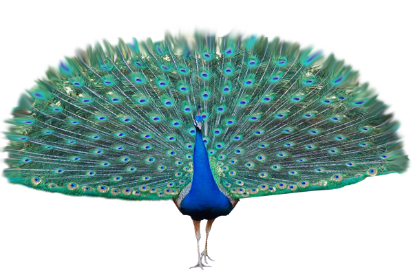 Peacock