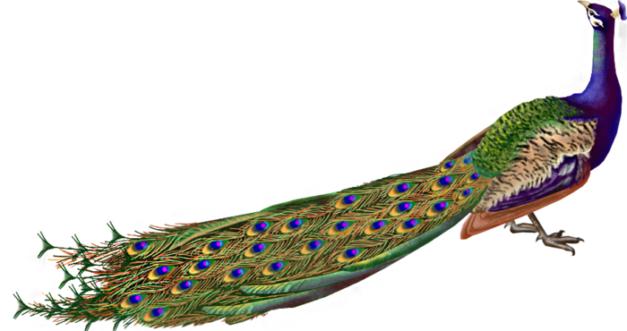 Pavo real PNG