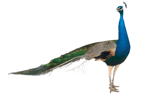 Peacock PNG