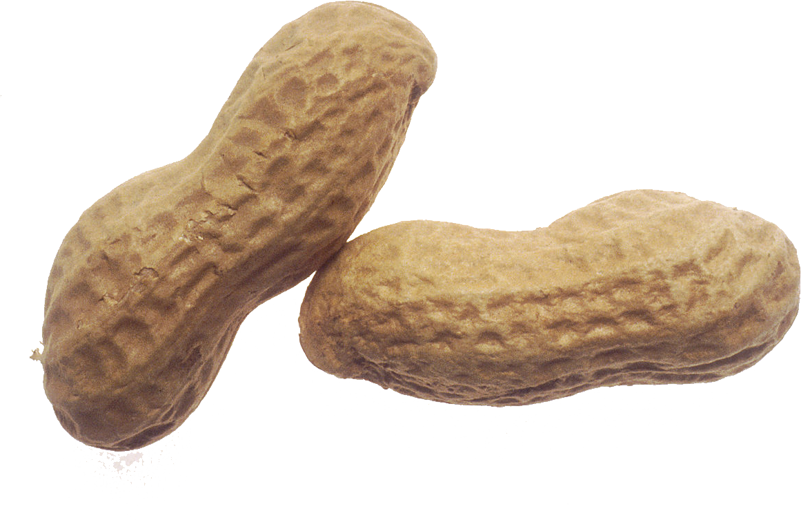 Peanut PNG Transparent Image Download Size 1161x753px