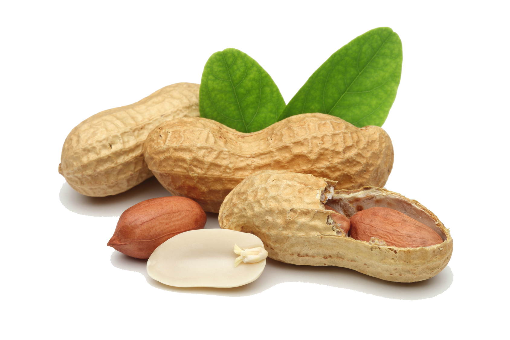 peanut-png