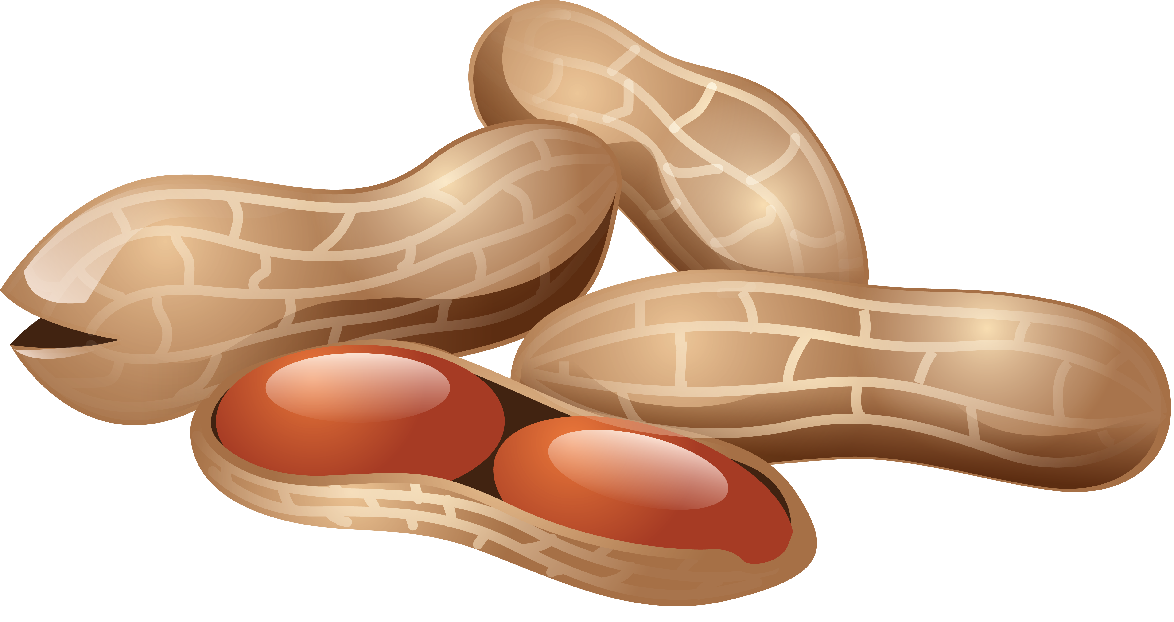 Peanut PNG