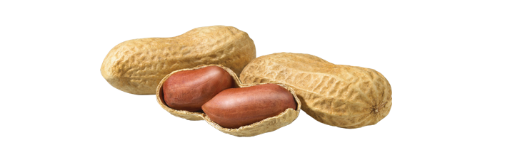 Peanut Allergy Cured In Majority Of Children In Life 