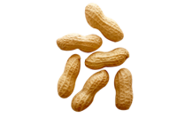 Peanut PNG