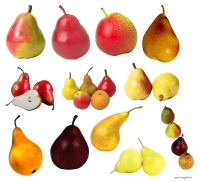 Pears clipart PNG image