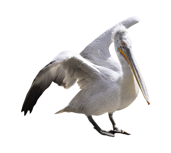 Pelican PNG