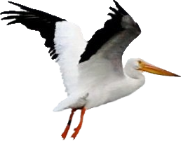 Pelican PNG