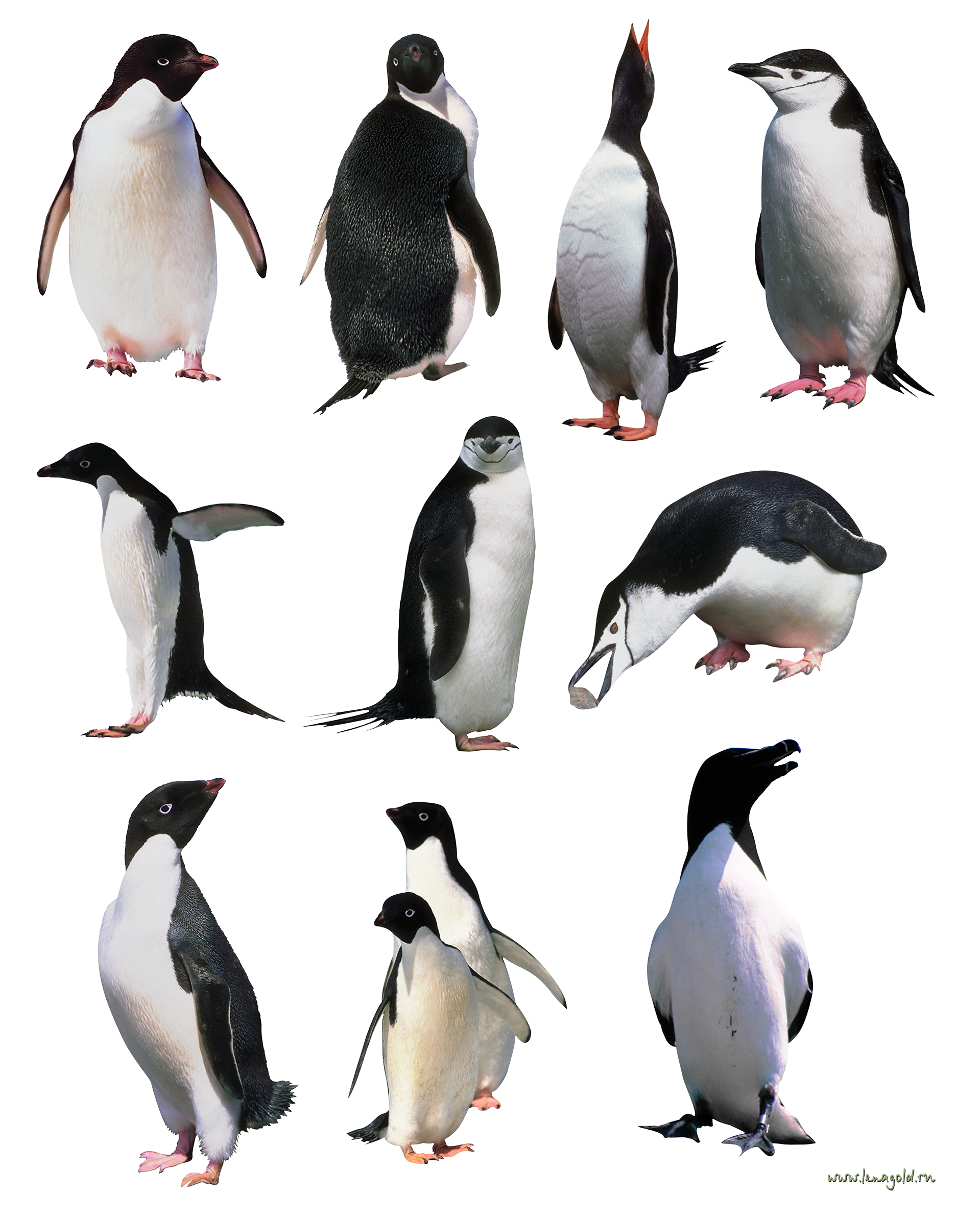 Penguins PNG image