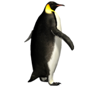 Imperator penguin PNG image