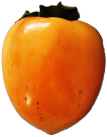 柿子14