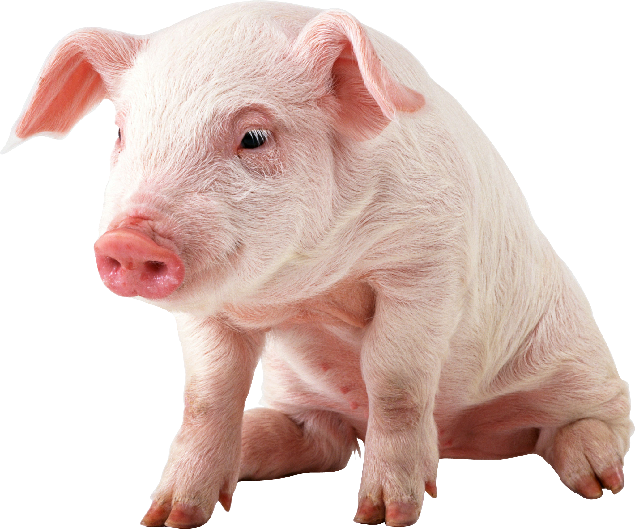 Pig PNG Image